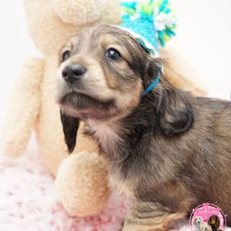 Eeyore - Cream male Dachshund puppy in Big Rapids, Michigan from 30 Acre Woods Dachshunds