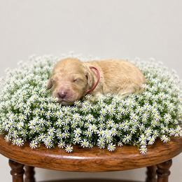 Maroon - Apricot female Goldendoodle puppy in Fairmount, Georgia from Muscadine Meadows Farm