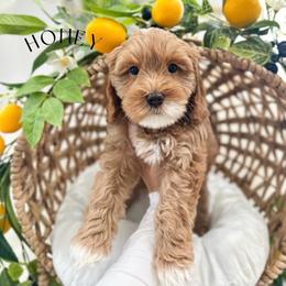 HONEY - Caramel red female Australian Labradoodle puppy in Palmdale, California from Heavenly Doodles