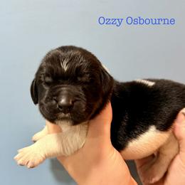 Ozzy Osbourne - White and black male Newfoundland puppy in Tully, New York from Bear Paw Newfoundlands