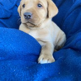 Labrador Retriever Puppies from Westbrook UK Labs