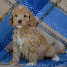 Male 3 of 5 - Apricot male Goldendoodle puppy in Macedon, New York from Toodles Goldendoodles