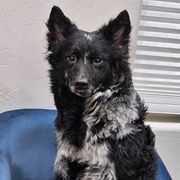 Mudi and Toy Fox Terrier Puppies from JANUS Mudis & Toy Fox Terriers