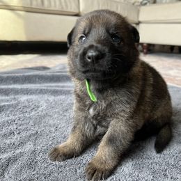 Boy 3 - Sable German Shepherd puppy in Sabattus, Maine from Pracovni Bohemia German Shepherds