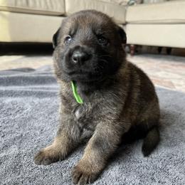 Boy 3 - Sable German Shepherd puppy in Sabattus, Maine from Pracovni Bohemia German Shepherds