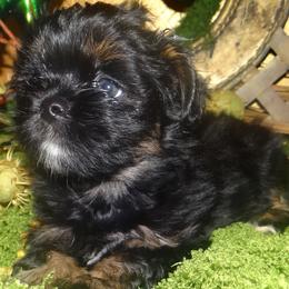 AKC CELICE - Black and tan female Lhasa Apso puppy in Fort Washington, Maryland from GyanGanj Lhasa Apso