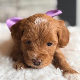 Purple collar - Red female Bernedoodle puppy in Fort Wayne, Indiana from Crimson Curl Doodles