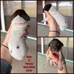 Red Male - Liver roan male German Shorthaired Pointer puppy in Crockett, Texas from LL Gun Dogs, LLC