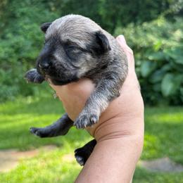 Liberty Salt Pepper - Sable male Schnoodle puppy in Temple, Texas from Schnauzers Of Taylor