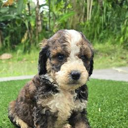 Boy 3 - Tri-color male Bernedoodle puppy in Captain Cook, Hawaii from Big Island Goldendoodles