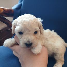 Laice - White female Poodle puppy in Blanch, North Carolina from Faithful Hearts Kennel