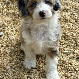 Aussiedoodle and Miniature Australian Shepherd Puppies from Hilary Fillmore