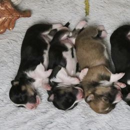American Corgis and Pembroke Welsh Corgis from Intergalactic Corgis