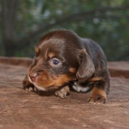 Puppy D Purebred DNA Tested Parents Family Raised - Chocolate and tan female Dachshund puppy in Haines City, Florida from Divine Poodle Paradise Standard Poodles & Divine Dachshunds