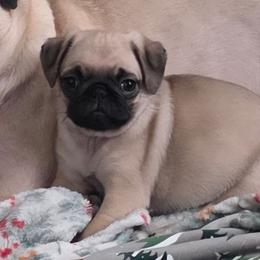 Red Collar Girl - Fawn female Pug puppy in New Braunfels, Texas from Kex Pug Haus