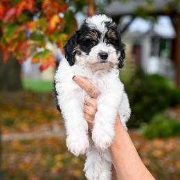 Roku - Tri-color male Bernedoodle puppy in Dundee, Ohio from Down Home Doodle