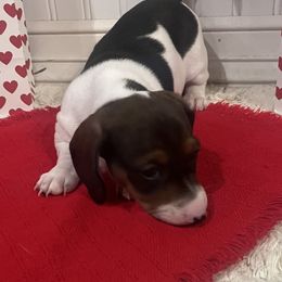 Dachshunds from Charlie’s Mini Dachshunds