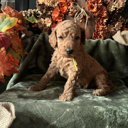 Winifred - Yellow collar - Cream female Goldendoodle puppy in Puyallup, Washington from Dawnie’s Doodles
