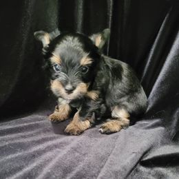 Snoopy - Black and tan male Yorkshire Terrier puppy in Buda, Texas from BIOLA'S YORKIES