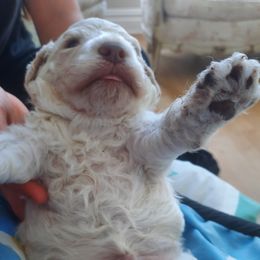 Lagotto Romagnolo Puppies from Lagotto Illinois