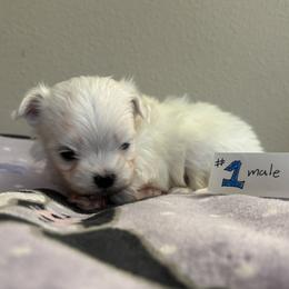 Boy 1 - male Maltese puppy in Pasco, Washington from Hops-a-Lot Maltese Ranch