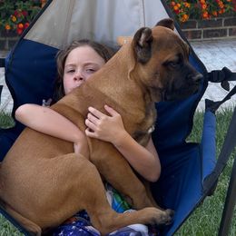 Sage green collar - Fawn male Cane Corso puppy in Morgan Hill, California from Corso Empire