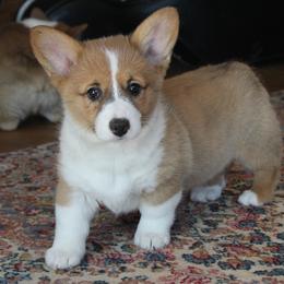 Holly - Red female Pembroke Welsh Corgi puppy in Fair Grove, Missouri from Cross D Ranch Corgis