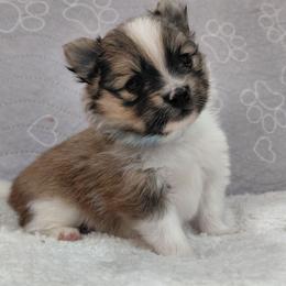 Cheeko - Orange parti male Pomeranian puppy in Linwood, North Carolina from My Tiny Paws