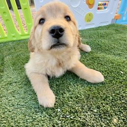Beth - Female - Golden female Golden Retriever puppy in Peoria, Arizona from Dani’s Dawgs