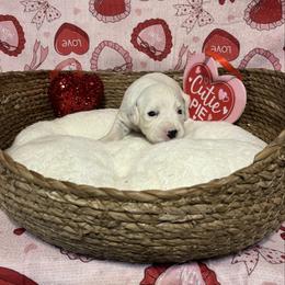 Ginger- Long Coat - White and black female Dalmatian puppy in Claremore, Oklahoma from Lotsofdots Dalmatians
