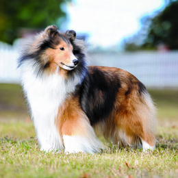 Collies and Shetland Sheepdogs from Clarity