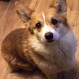 Charlie - Pembroke Welsh Corgi
