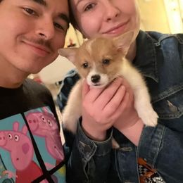 American Corgi and Pembroke Welsh Corgi Puppies from Rainbow Corgis