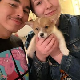 American Corgi and Pembroke Welsh Corgi Puppies from Rainbow Corgis