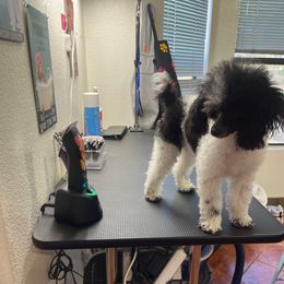 Tilly - Parti female Poodle puppy in Phoenix, Arizona from La Petite poodle