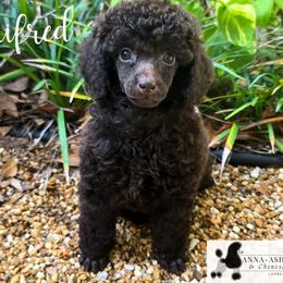 Female 1 - Brown female Poodle puppy in Lakeland, Florida from Anna-Ash Poodles