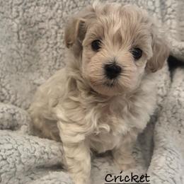 Cricket - Cream male Maltipoo puppy in Traverse City, Michigan from Riyem Wildflower Farms