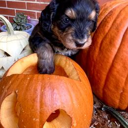 Bernedoodle Puppies from Birdies Mini Bernedoodles