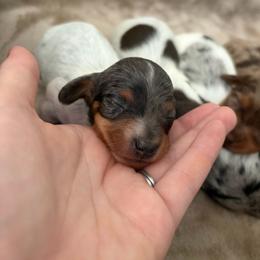 Grace - Piebald female Dachshund puppy in Mesquite, Texas from 208 Dox Dynasty