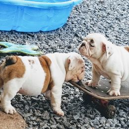 Bulldog Puppies from Blazer Bulldog