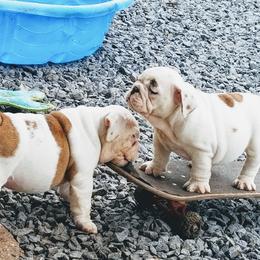 Bulldog Puppies from Blazer Bulldog