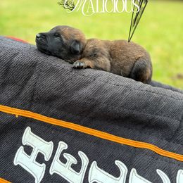Malicious- orange - Fawn sable male Belgian Malinois puppy in North Carolina from Furia Ignis Belgian Malinois