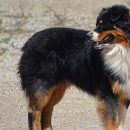 Blake - Australian Shepherd