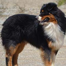 Blake - Australian Shepherd