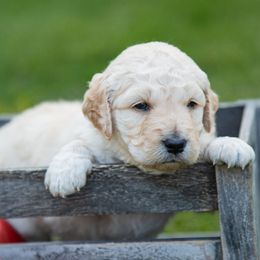 Goldendoodle Puppies from Ellie's Goldendoodles