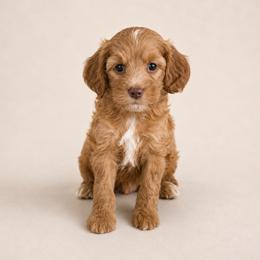 Chance - Red male Cavapoo puppy in Floyd, Virginia from Hearts and Paws Poodles and Doodles