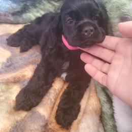 Cocker Spaniel Puppies from Top Notch Sporting Dogs