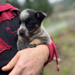 Gabbie - Blue female Australian Cattle Dog puppy in Cottage Grove, Oregon from Heirloom Ranch