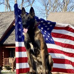 Beeps - Belgian Malinois