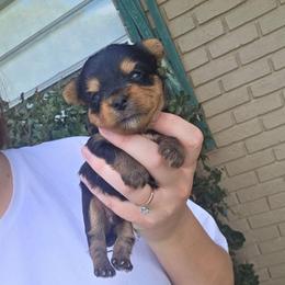 Peanut - Black and gold male Yorkshire Terrier puppy in Lakeland, Florida from You Me & The Yorkies